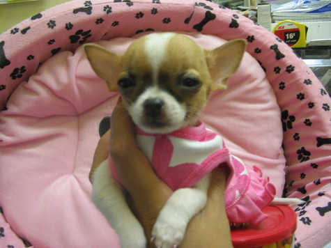 teacup chihuahua puppies pictures. Quality Teacup Chihuahua
